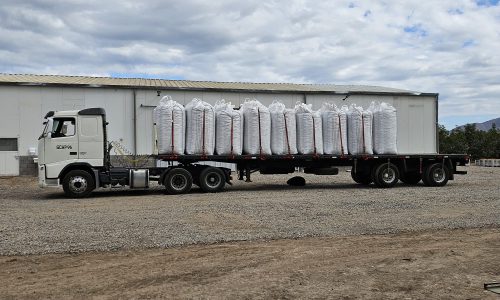 Primer viaje de nuez seca desde planta(1)